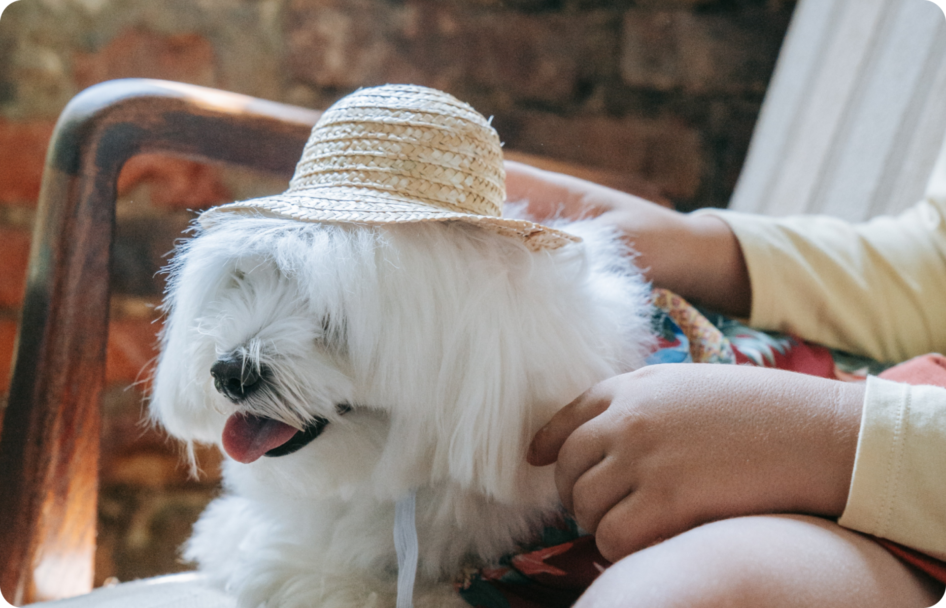 Smiling white dog in a small sun hat, sitting on a person's lap.