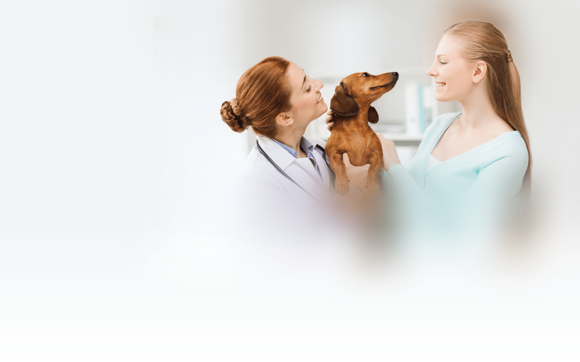 Supporting Pet Owners when Cancer is the Diagnosis: Practical Communication Strategies for the Veterinary Team