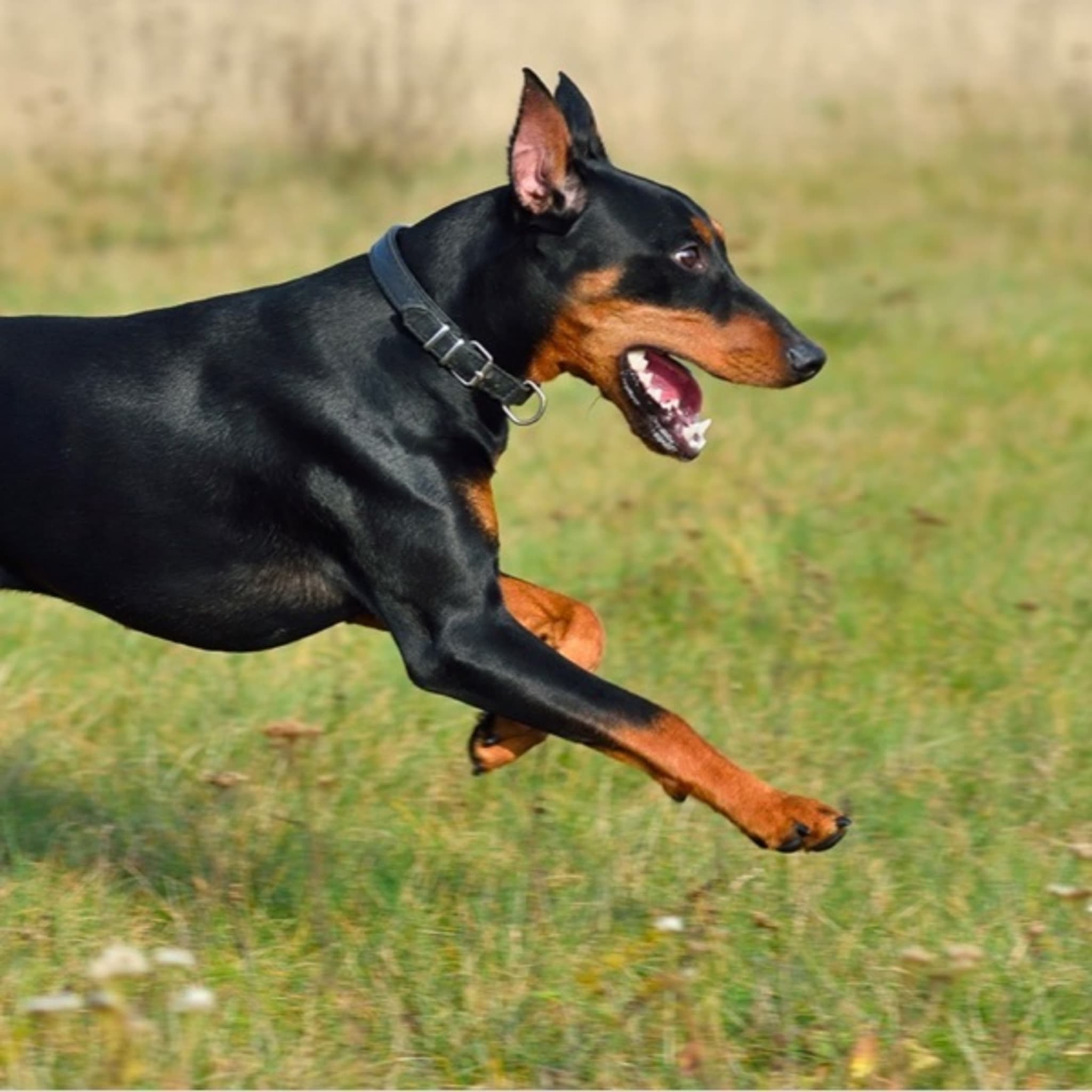 Doberman dcm symptoms sale