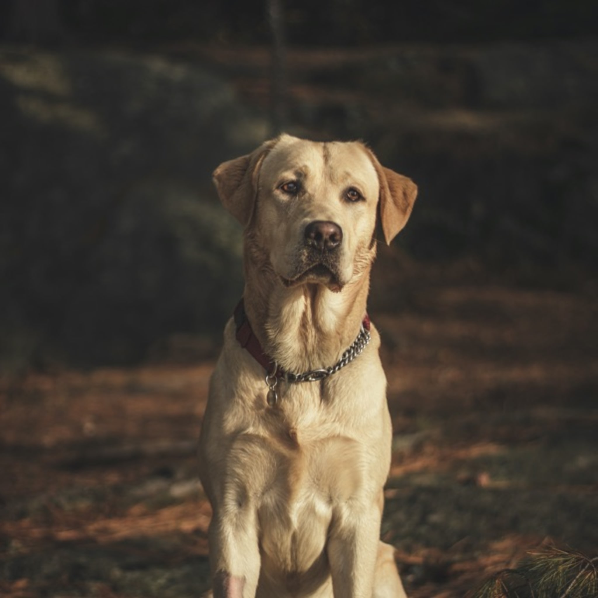 Canine Lymphoma image