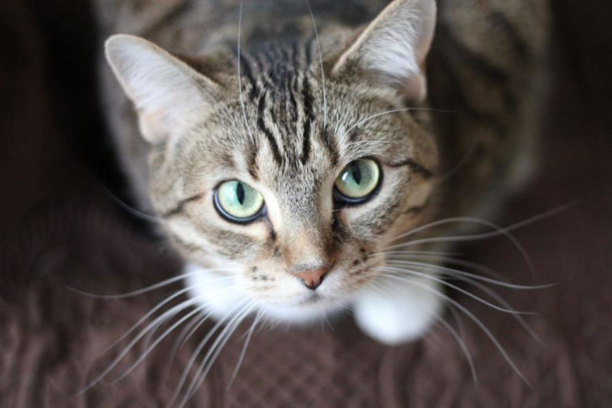 Dietary Trial for Cats with IBD or GI Lymphoma