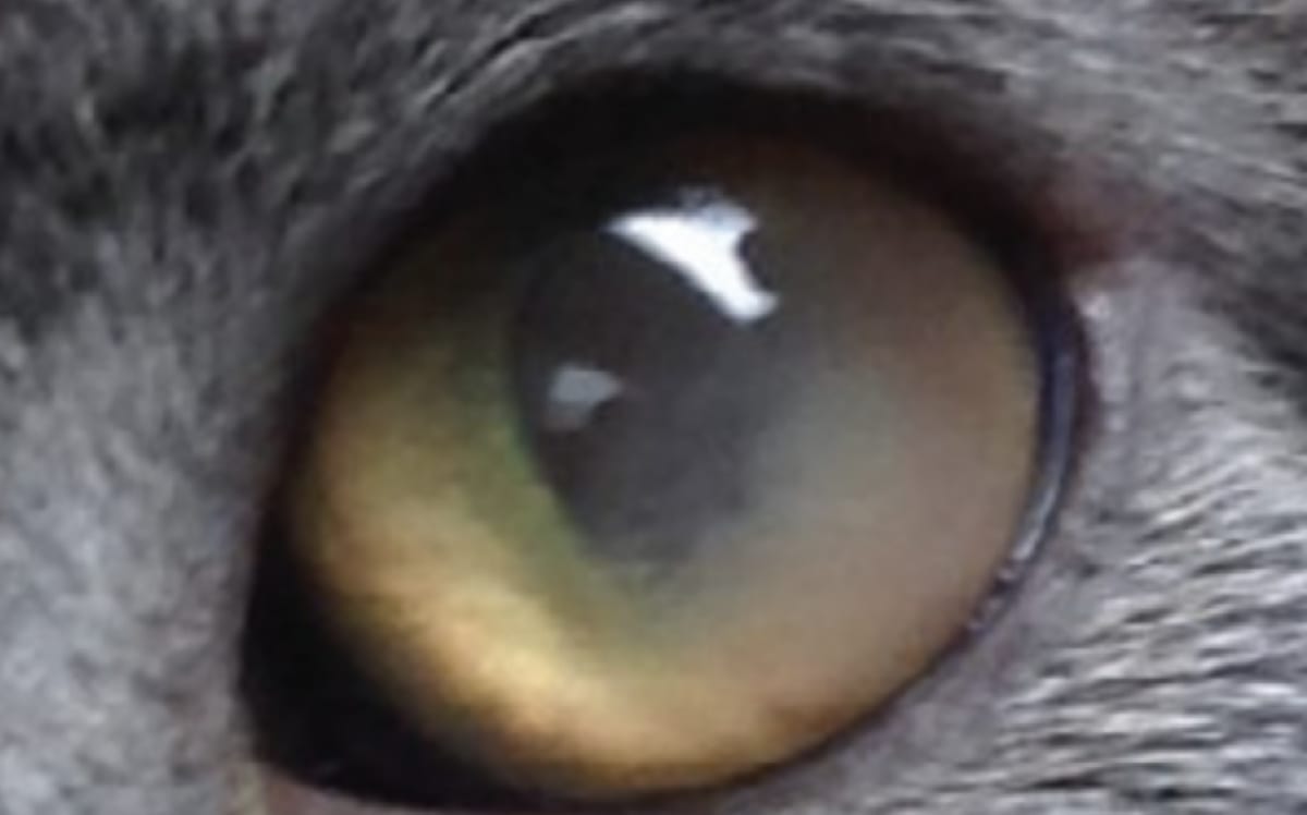 Fip in cats eye clearance symptoms