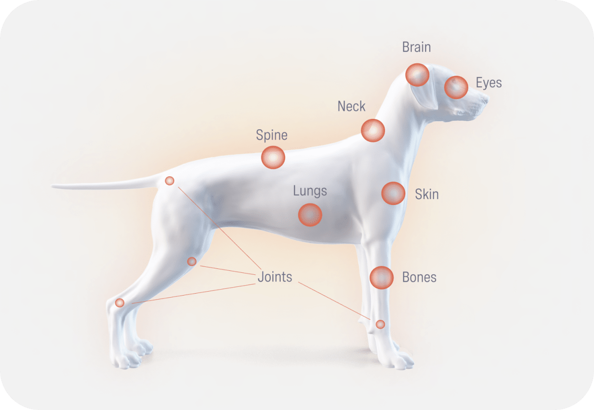 Diagram of a dog with the highlights of joints and different potential impact areas caused by Valley Fever.