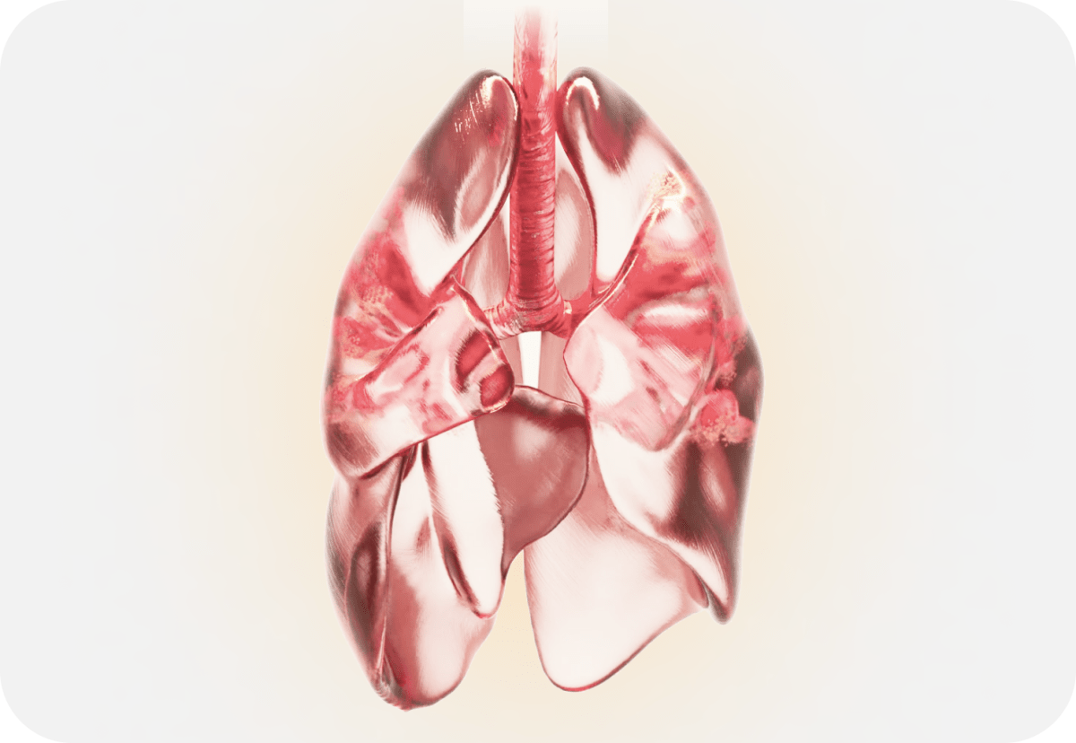 Diagram of Lungs
