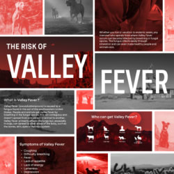 The Risk of Valley Fever Poster