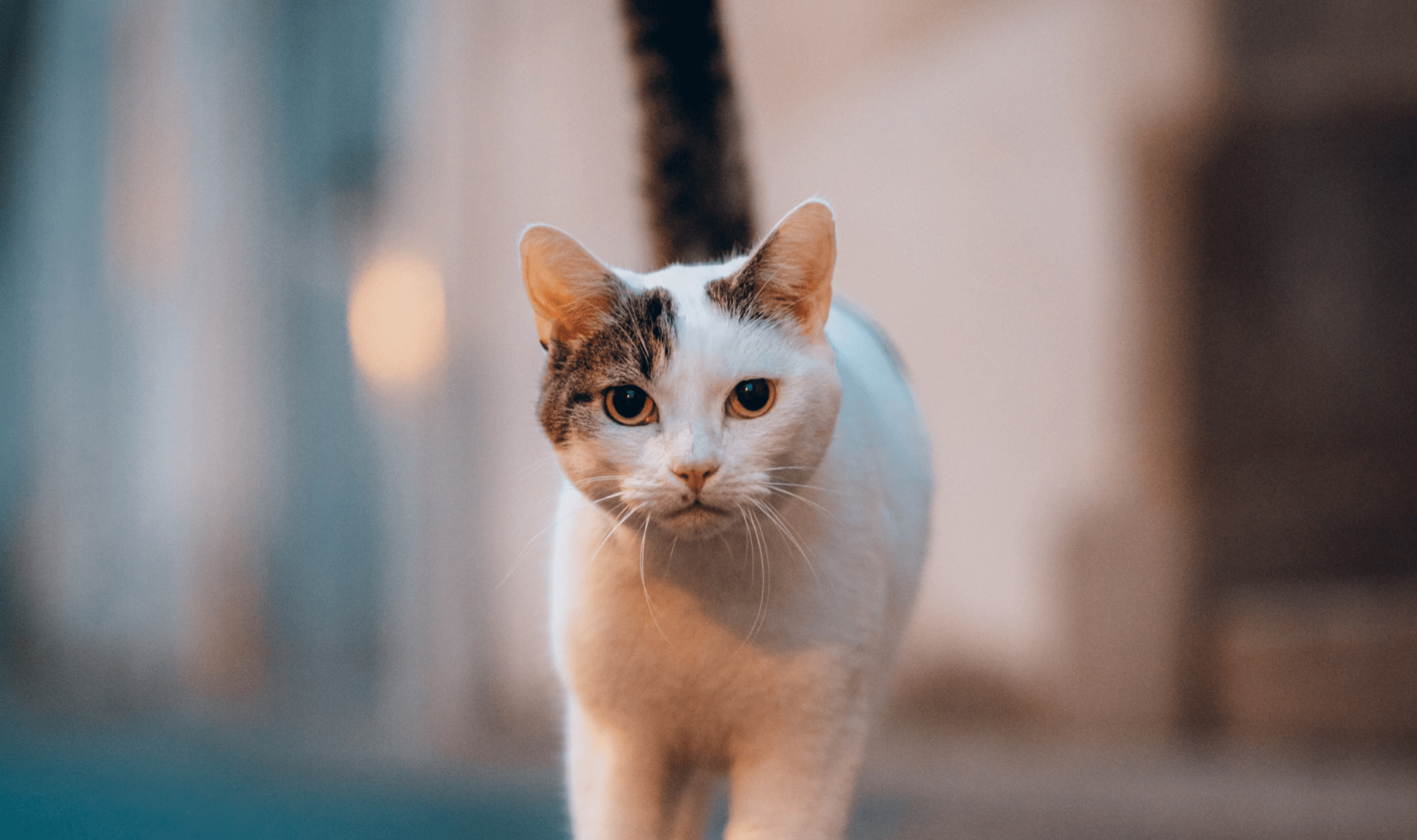 Cat antiviral clearance medication