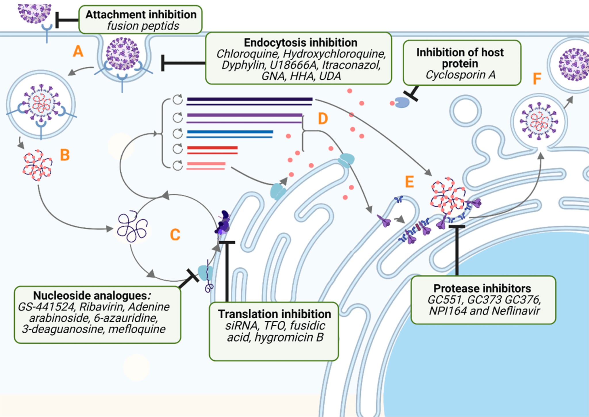 how FIP GC376 treatment works