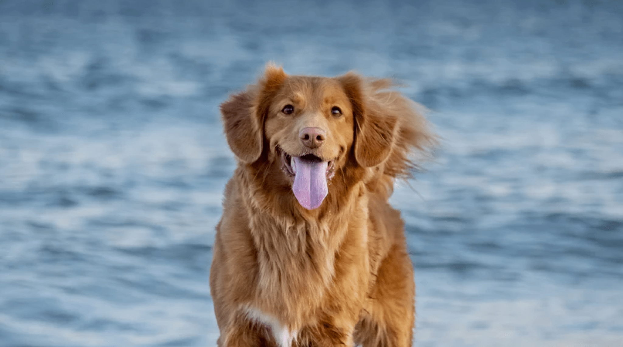 Hemangiosarcoma