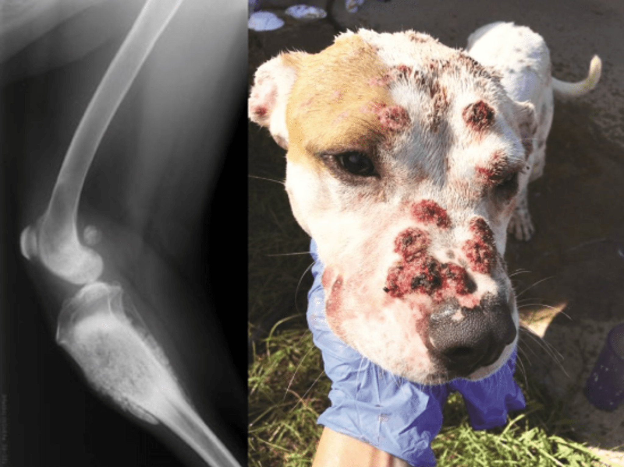 Side by side image of dog leg radiograph and image of dog face with lesions, both caused by Valley Fever