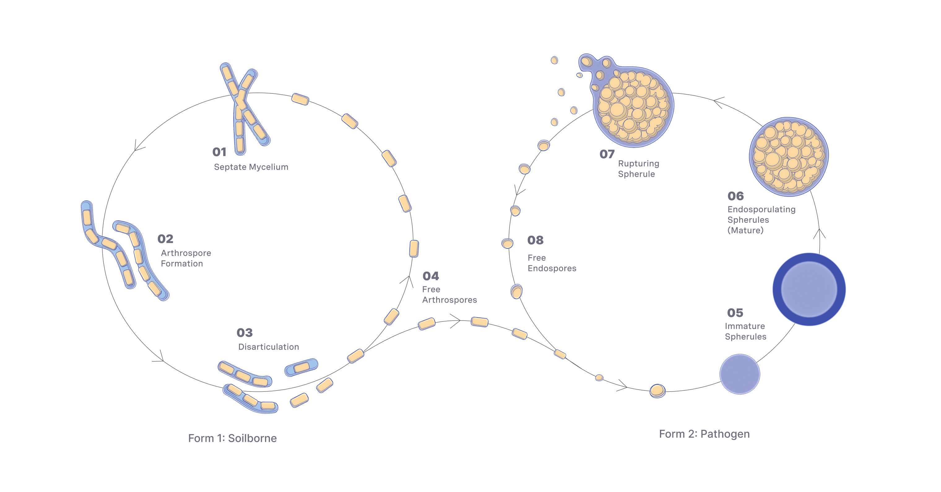 Diagram of the Lifecycle of the Valley Fever fungus